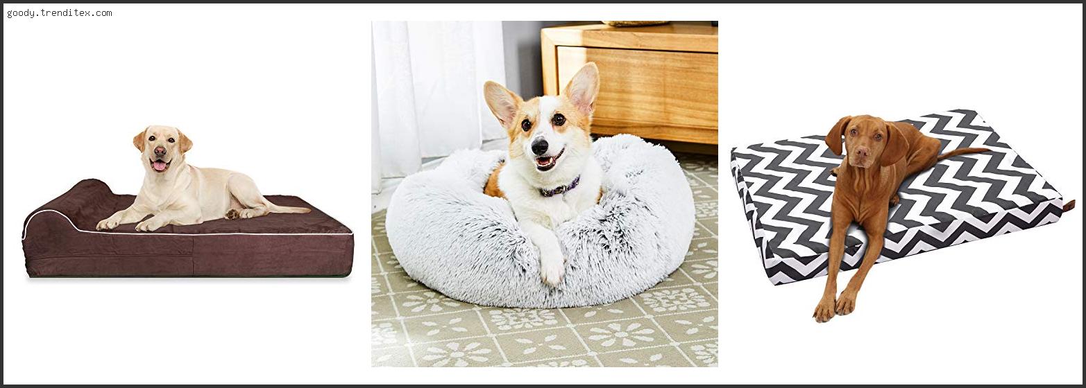 Top 10 Best Easy To Clean Dog Beds [2024]